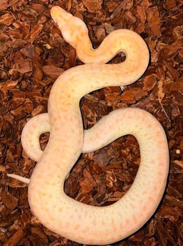 Tigerpython "Pearl Granit" NZ 2026