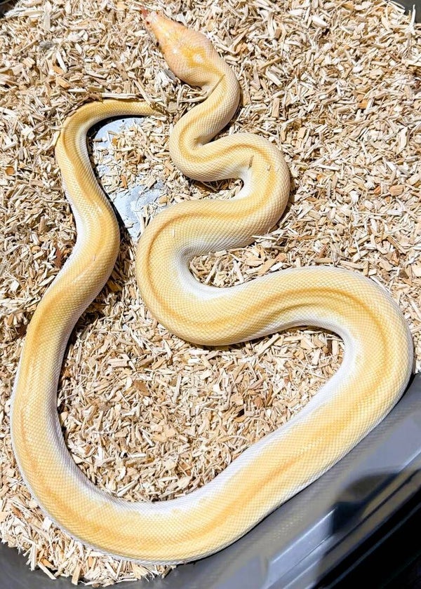 Tigerpython "Pearl Green" NZ 2025