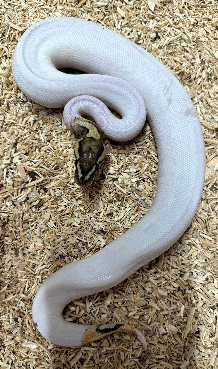 Königspython "Piebald" NZ 2025