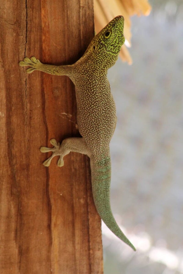 Phelsuma Standingi NZ 2022 Zuchtpaar
