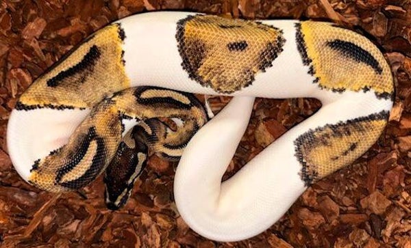 Königspython "Piebald Het Albino" NZ 2025