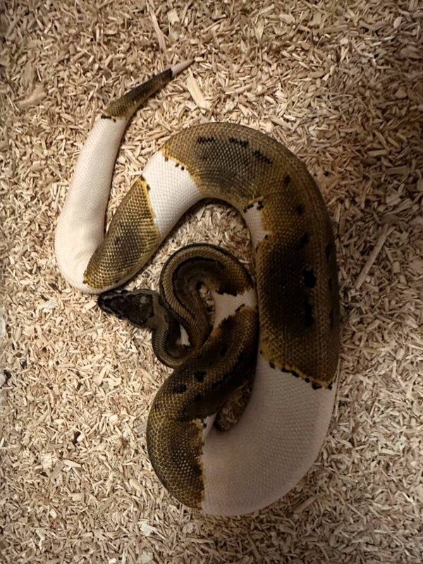 Königspython "Pinstripe Piebald" NZ 2025