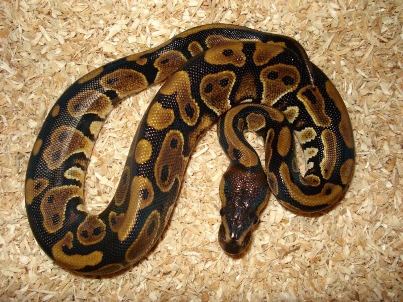 Königspython "Classic" NZ 2025