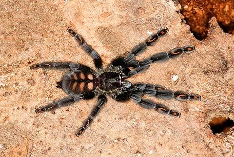 Psalmopoeus Irminia Ca.2,5cm KL