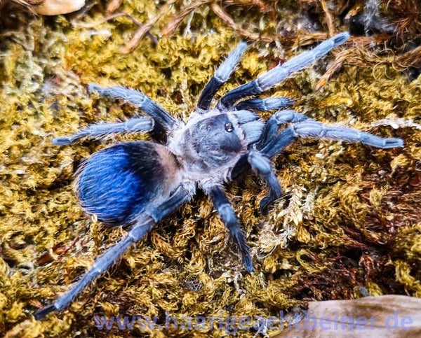 Pseudhapalopus sp Blue Yellow Ca.1,5cm KL