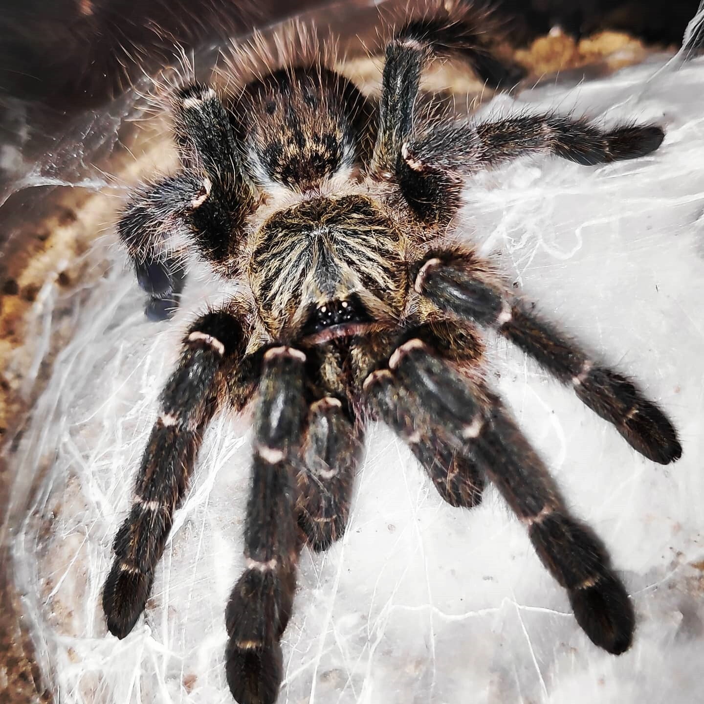 Pterinochilus Murinus DCF Ca.3cm KL