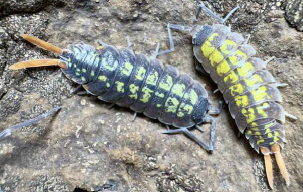 Porcellio Sp. Red Uropods  Asseln 12 Stk