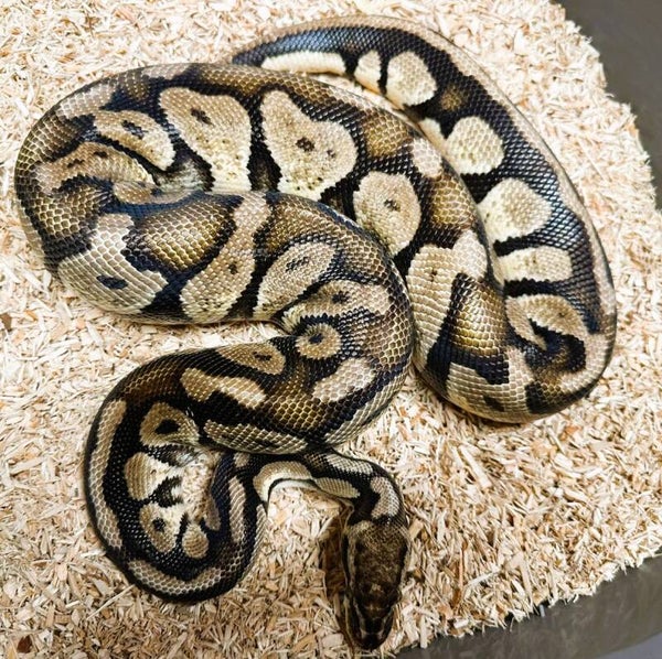 Königspython "Pastel" NZ 2023