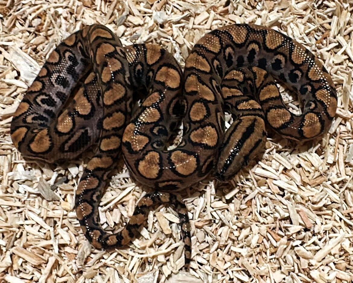 Rote Regenbogenboa NZ 2025