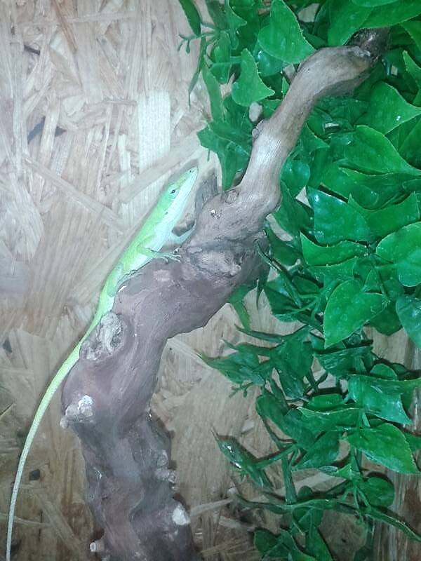 Rotkehlanolis NZ 2024