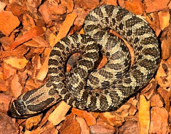 Hakennasennatter "Sable Het Albino" NZ 2026