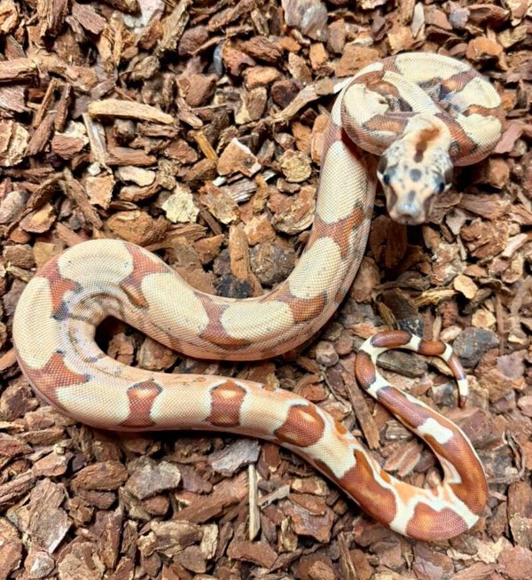 Boa Constrictor Imperator "Salmon" NZ 2026