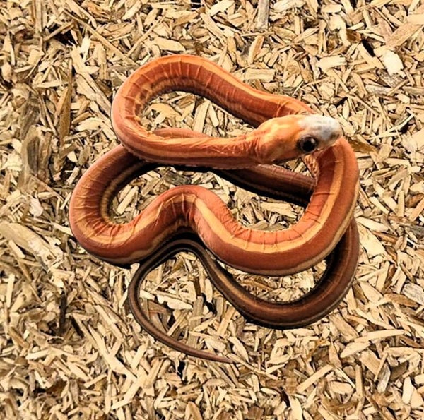 Kornnatter "Scaleless Tessera" NZ 2025