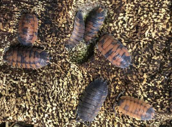 Porcellio Scaber Lava Asseln 12 Stk