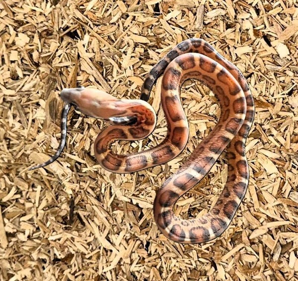 Kornnatter "Scaleless Classic Het. Snow" NZ 2025