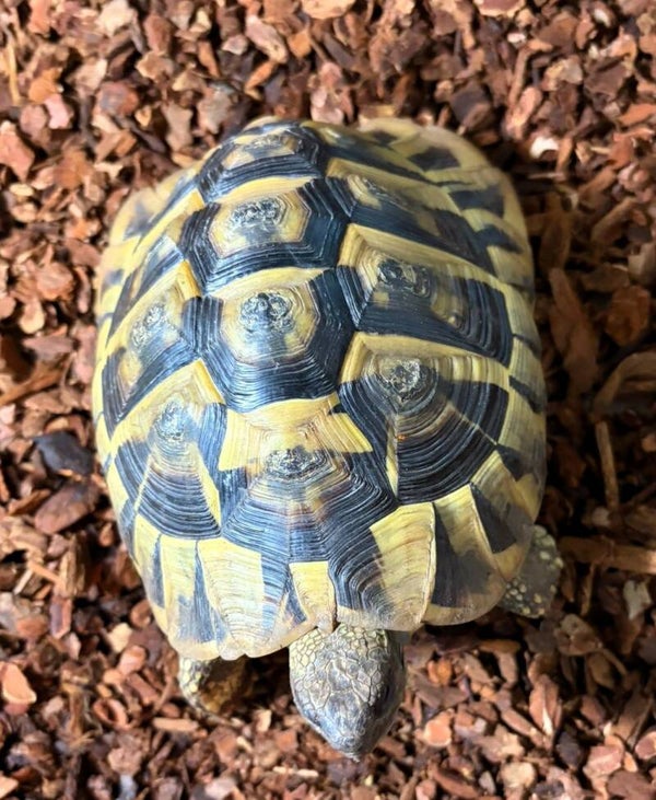 Griechische Landschildkröte (THB) NZ 2012 Männchen Adult