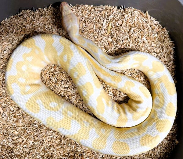 Königspython "Albino" NZ 2024