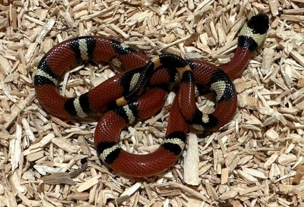 Königsnatter "Sinaloae" NZ 2025