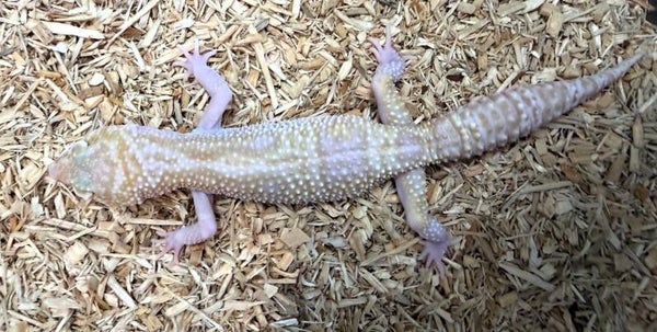 Leopardgecko "Snow Raptor" NZ 2025