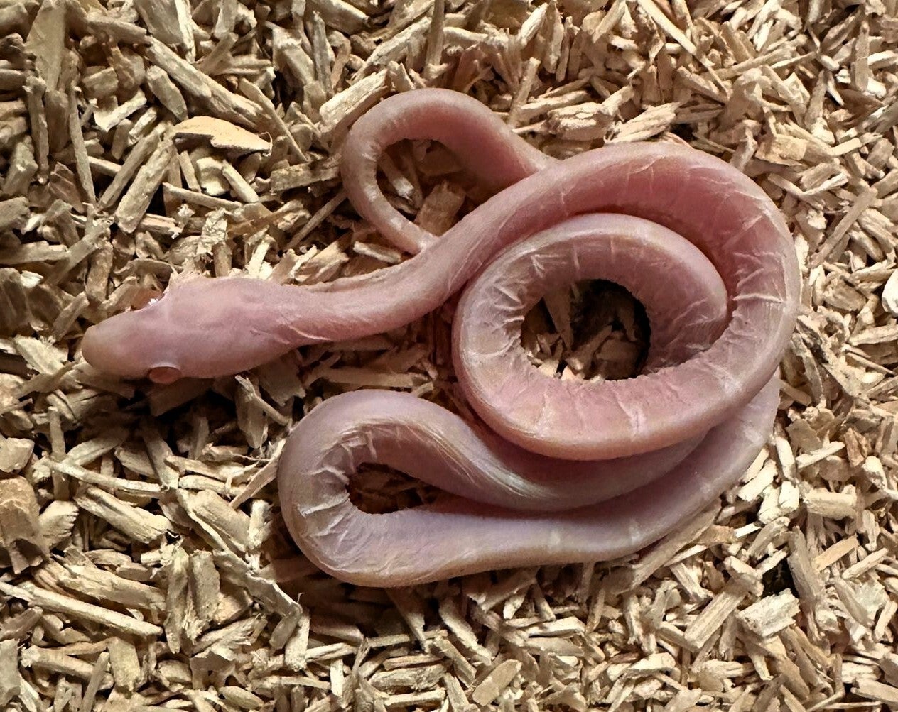 Kornnatter "Scaleless Snow" NZ 2025