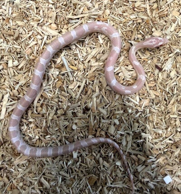 Kornnatter "Snow" NZ 2025