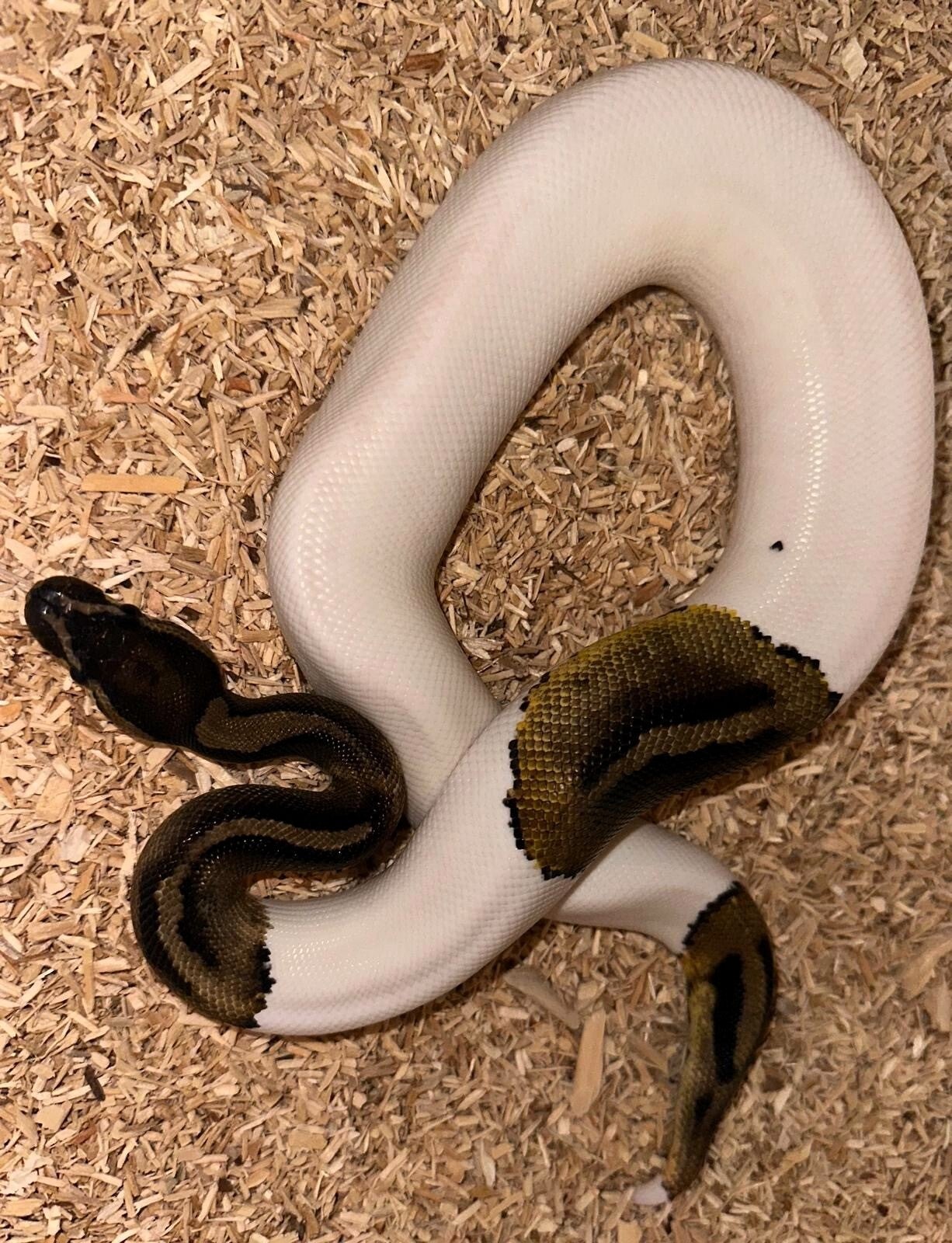 Königspython "Spector Piebald" NZ 2025