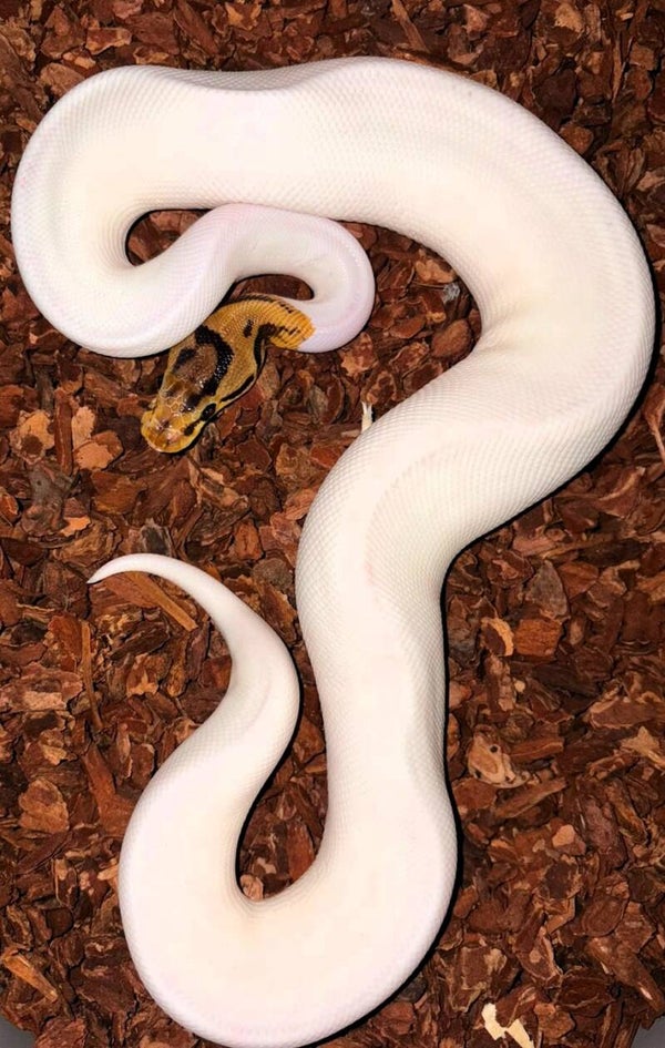 Königspython "Spider Fire Piebald" NZ 2025