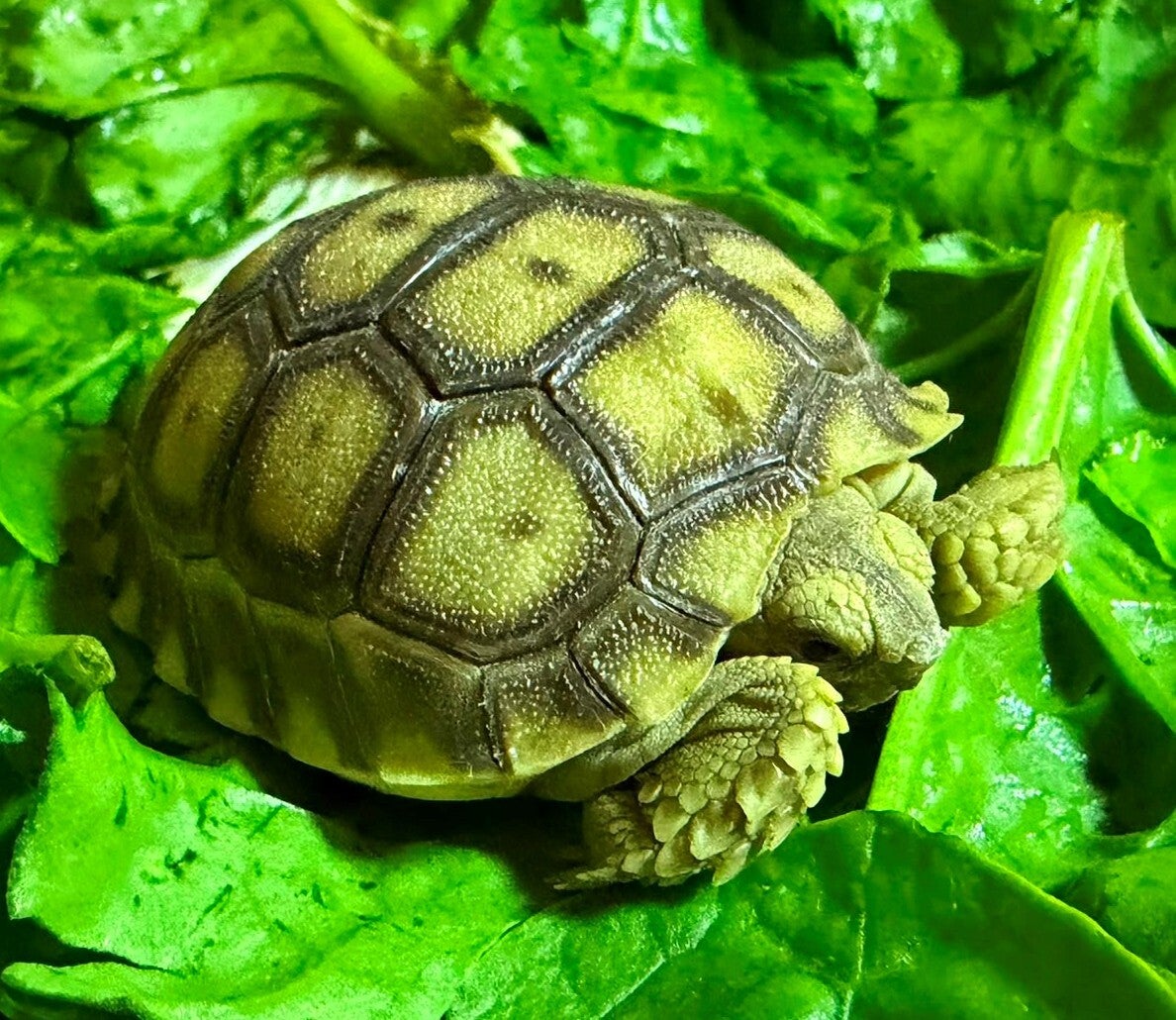 Spornschildkröte NZ 2026