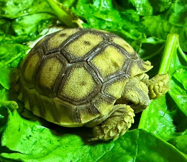 Spornschildkröte NZ 2026