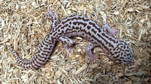 Leopardgecko "Super Snow Albino" NZ 2025