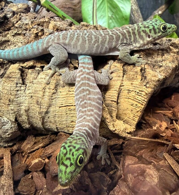 Phelsuma Standingi NZ 2026