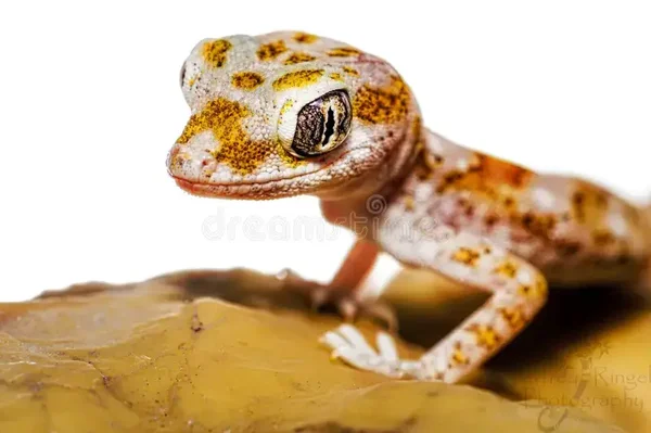 Stenodactylus Stenodactylus Zwerggeckos NZ 2025