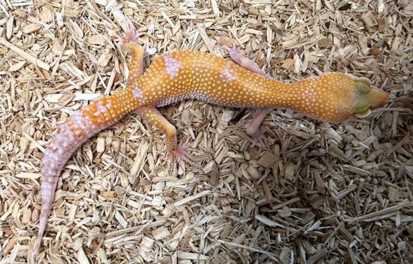 Leopardgecko "Sunglow" NZ 2025