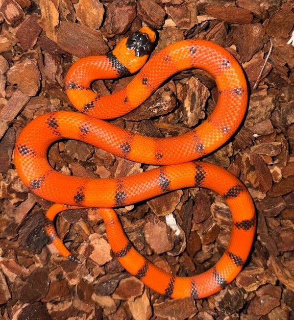 Königsnatter "Hondurensis Super Hypo Tangerine Vanishing" NZ 2026