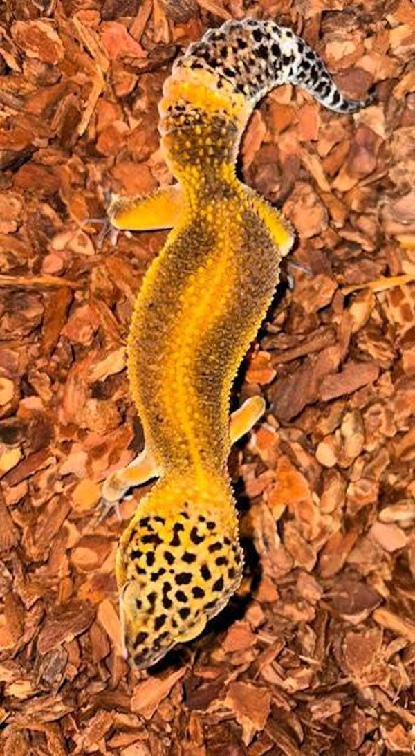 Leopardgecko "Tangerine Black Night Bold Striped" NZ 2026