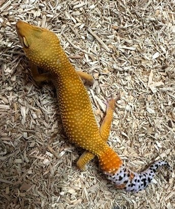 Leopardgecko "Tangerine" NZ 2025