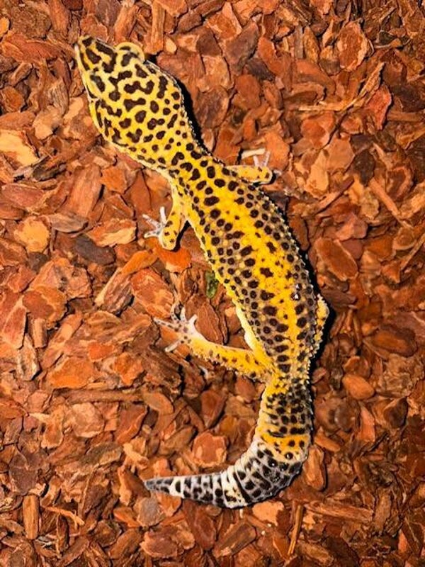 Leopardgecko "Tangerine Black Night" NZ 2026