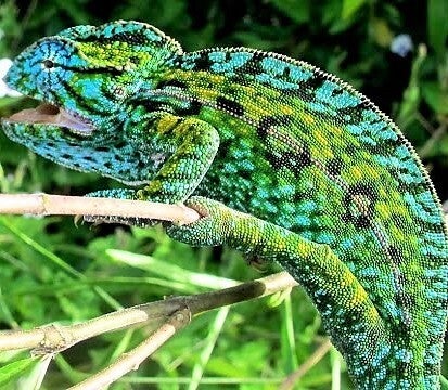 Teppichchamäleon NZ 2024