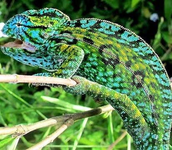 Teppichchamäleon NZ 2024