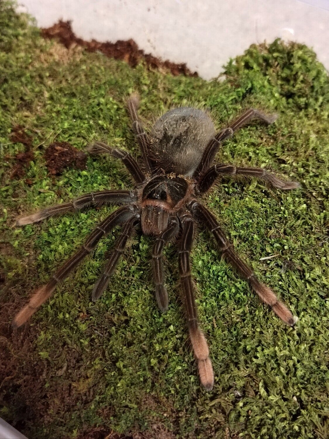 Theraphosa Apophysis Ca.5cm KL