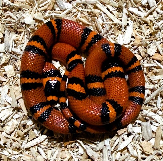 Königsnatter "Hondurensis High Red" NZ 2025