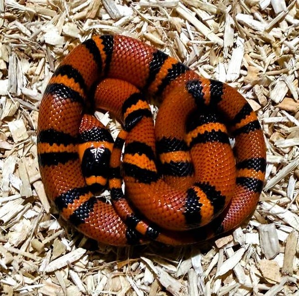 Königsnatter "Hondurensis High Red" NZ 2025