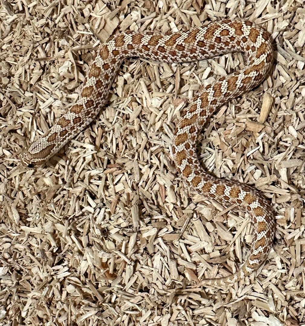 Hakennasennatter "Toffee Belly Het. Axantic" NZ 2025