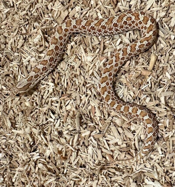 Hakennasennatter "Toffee Belly Het. Axantic" NZ 2025