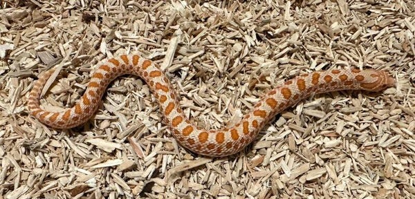 Hakennasennatter "Toffee Conda Het. Axantic" NZ 2025