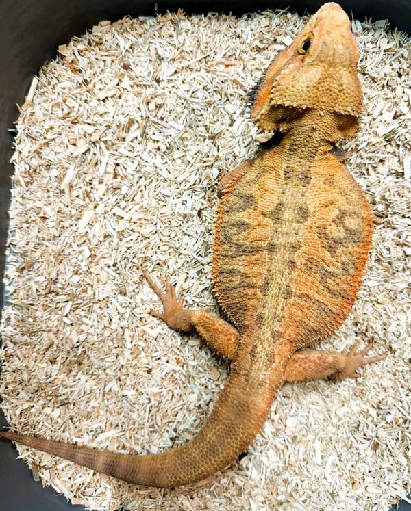 Bartagame Red / Citrus NZ 2022 Zuchtmännchen