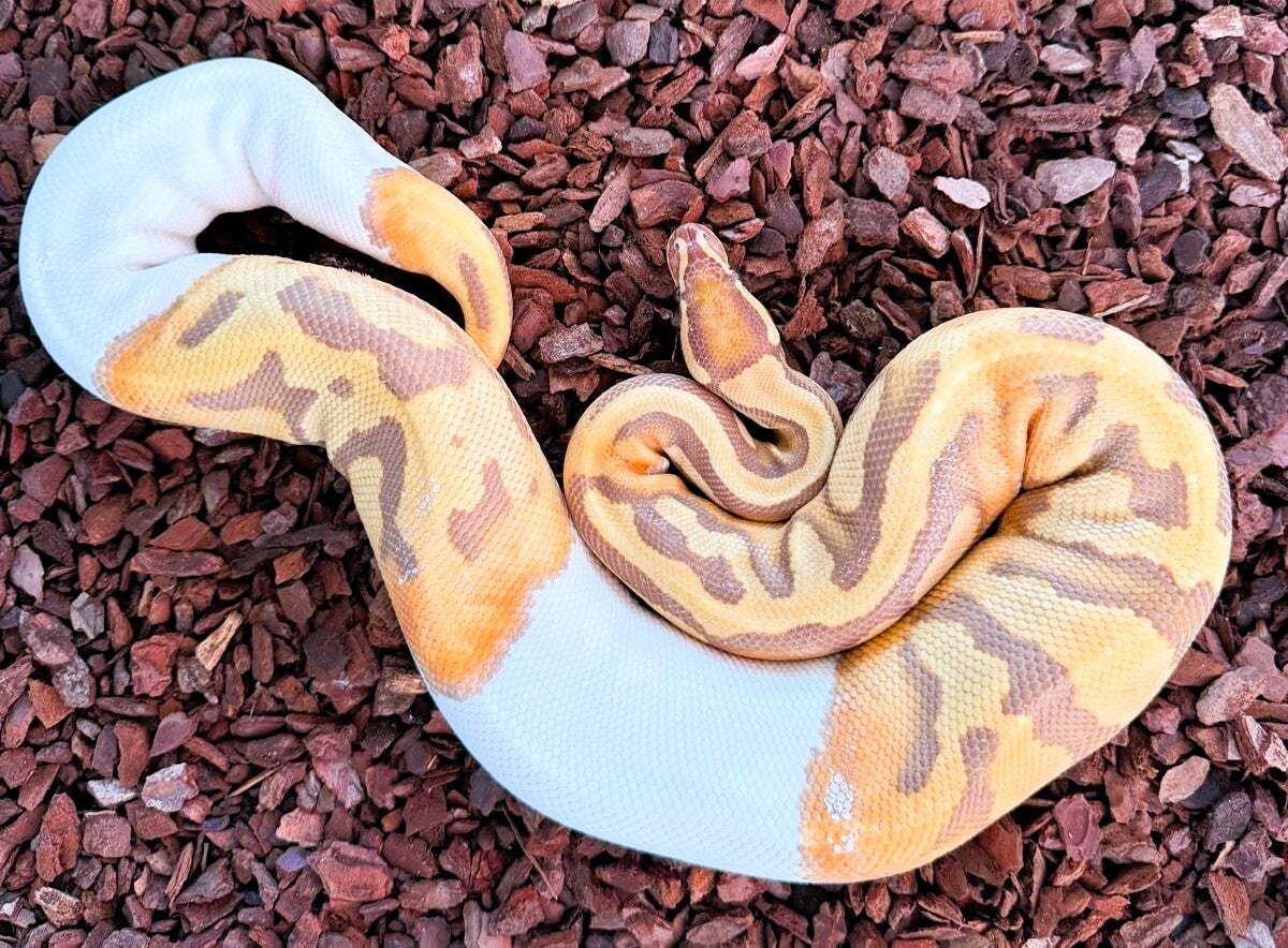 Königspython "Ultramel Piebald" NZ 2022
