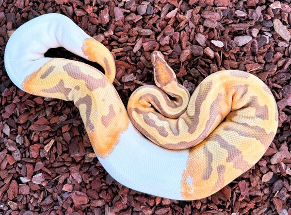 Königspython "Ultramel Piebald" NZ 2022