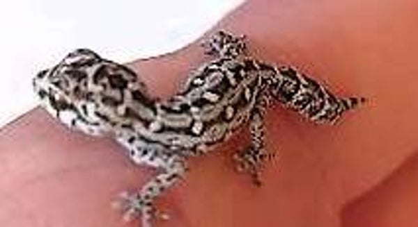 Vipernschwanzgecko NZ 2025