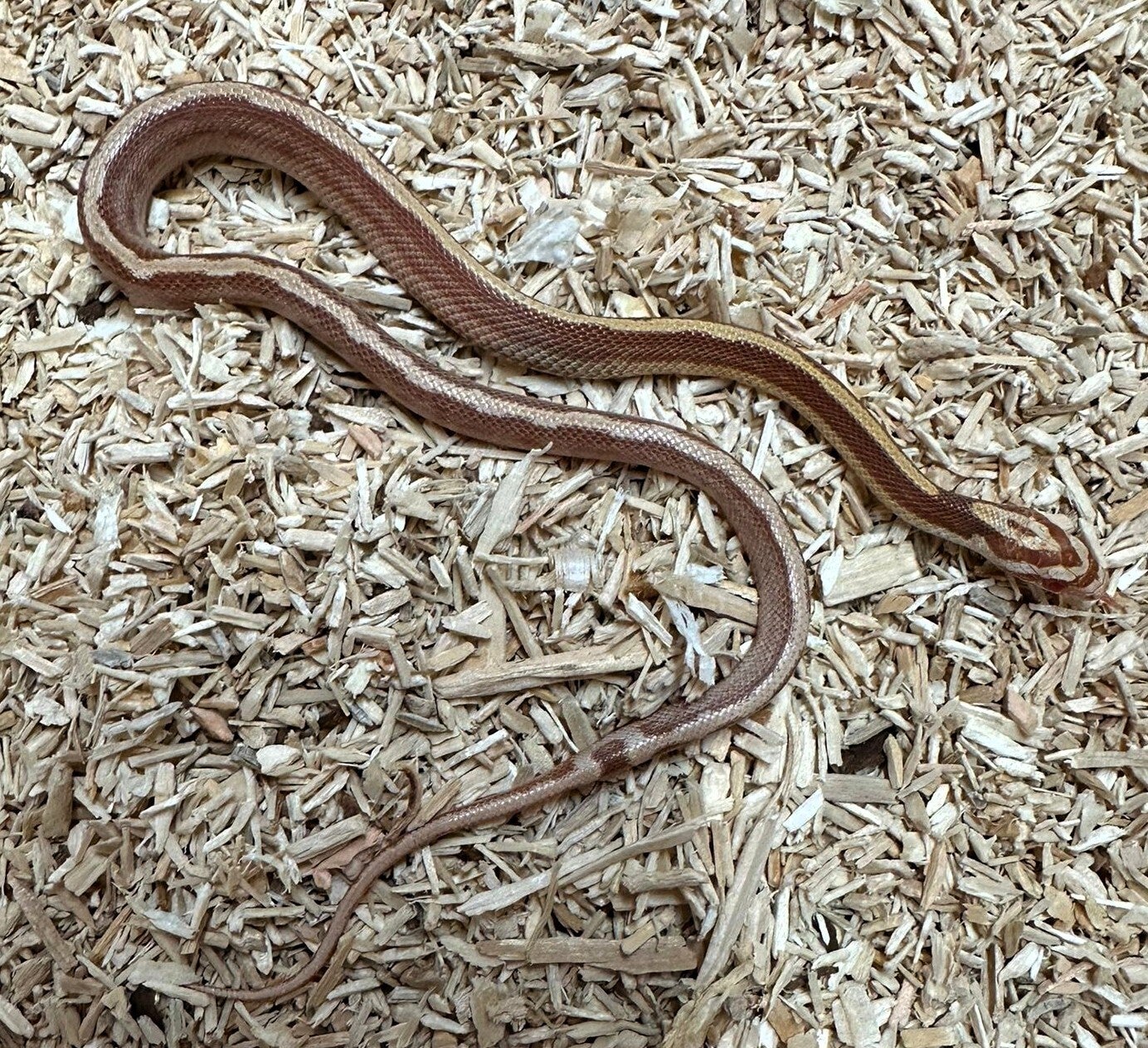 Kornnatter "Butter Striped" NZ 2025